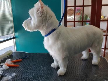 A white dog with a blue collar is standing on a table.