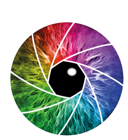 Farbige Kameraverschlussöffnung mit regenbogenfarbenen Lamellen um ein schwarzes Zentrum