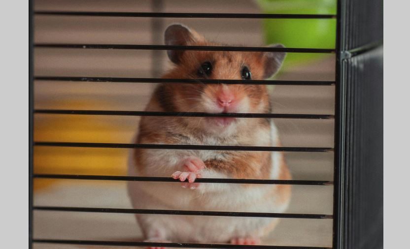 Hamster with brown and white fur, peering out from behind black cage bars.