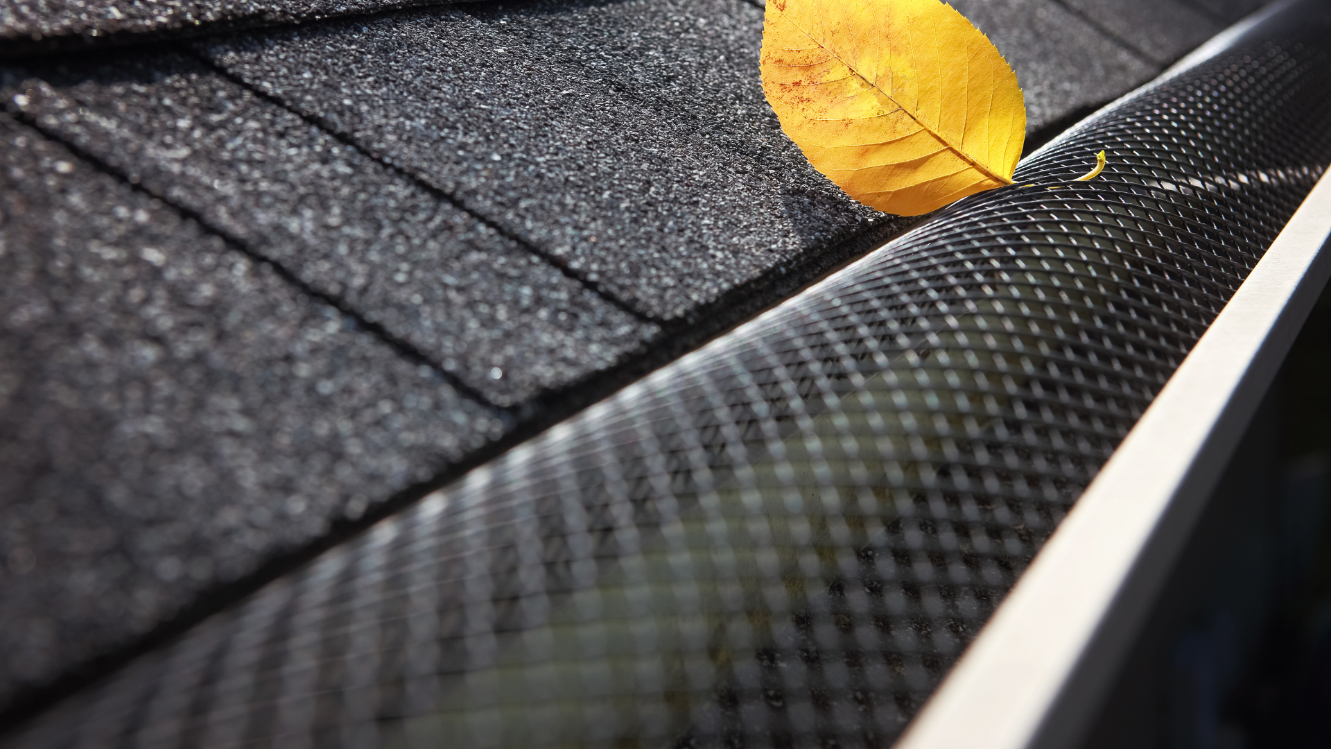 Yellow leaf on dark shingled roof beside black gutter and white trim