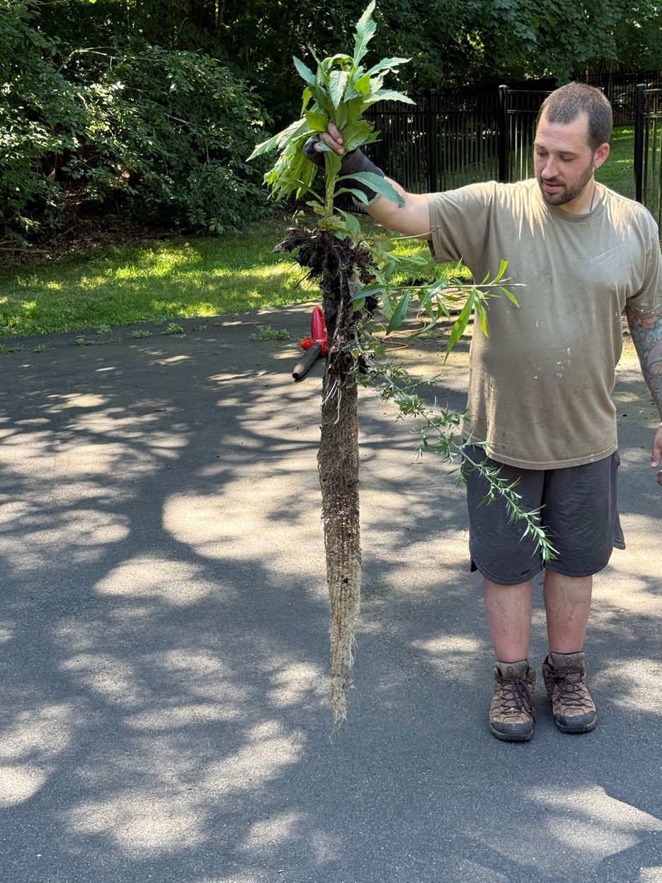Man holding a long root-covered plant on a driveway in a sunny yard
