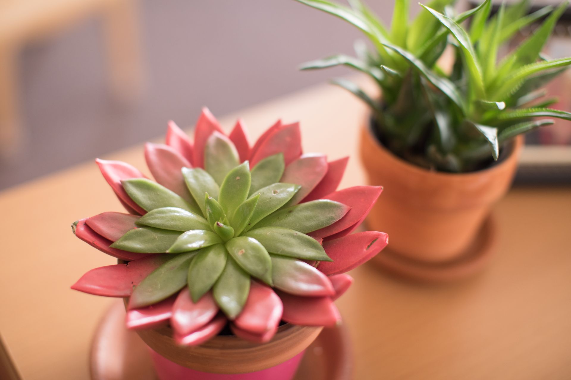 Two potted succulents on a wooden table, one pink and green in the foreground