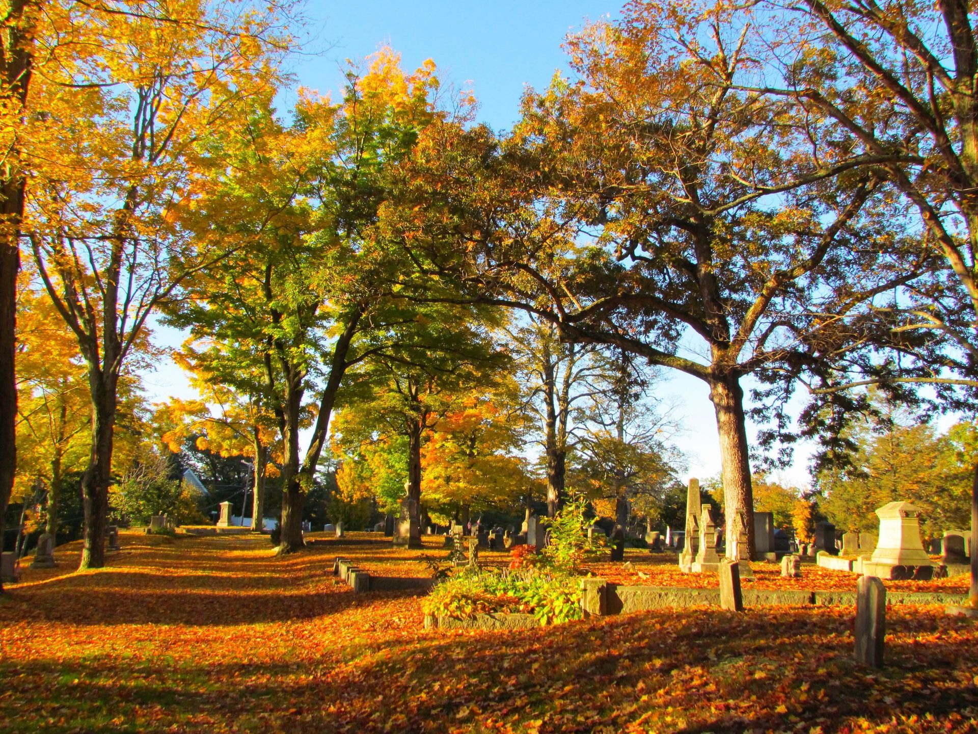 Autumn park with colorful trees, fallen leaves, and sunlight filtering through the branches