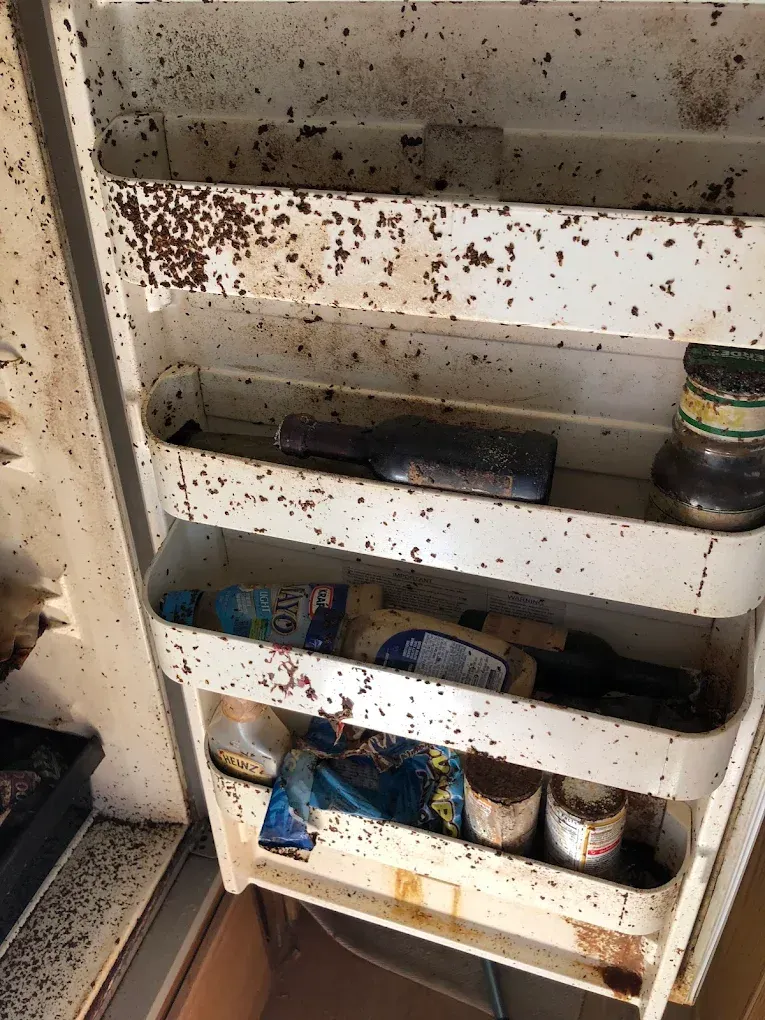 Dirty white pantry shelves splattered with insect droppings, holding a few jars and containers.