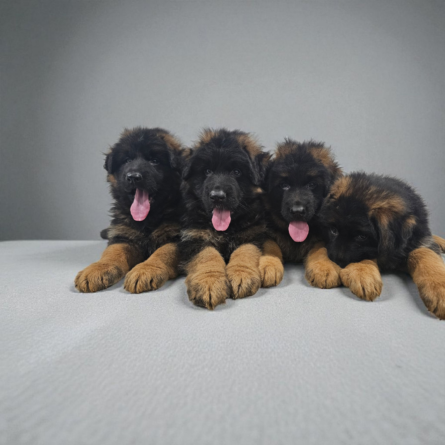 Previous Puppie