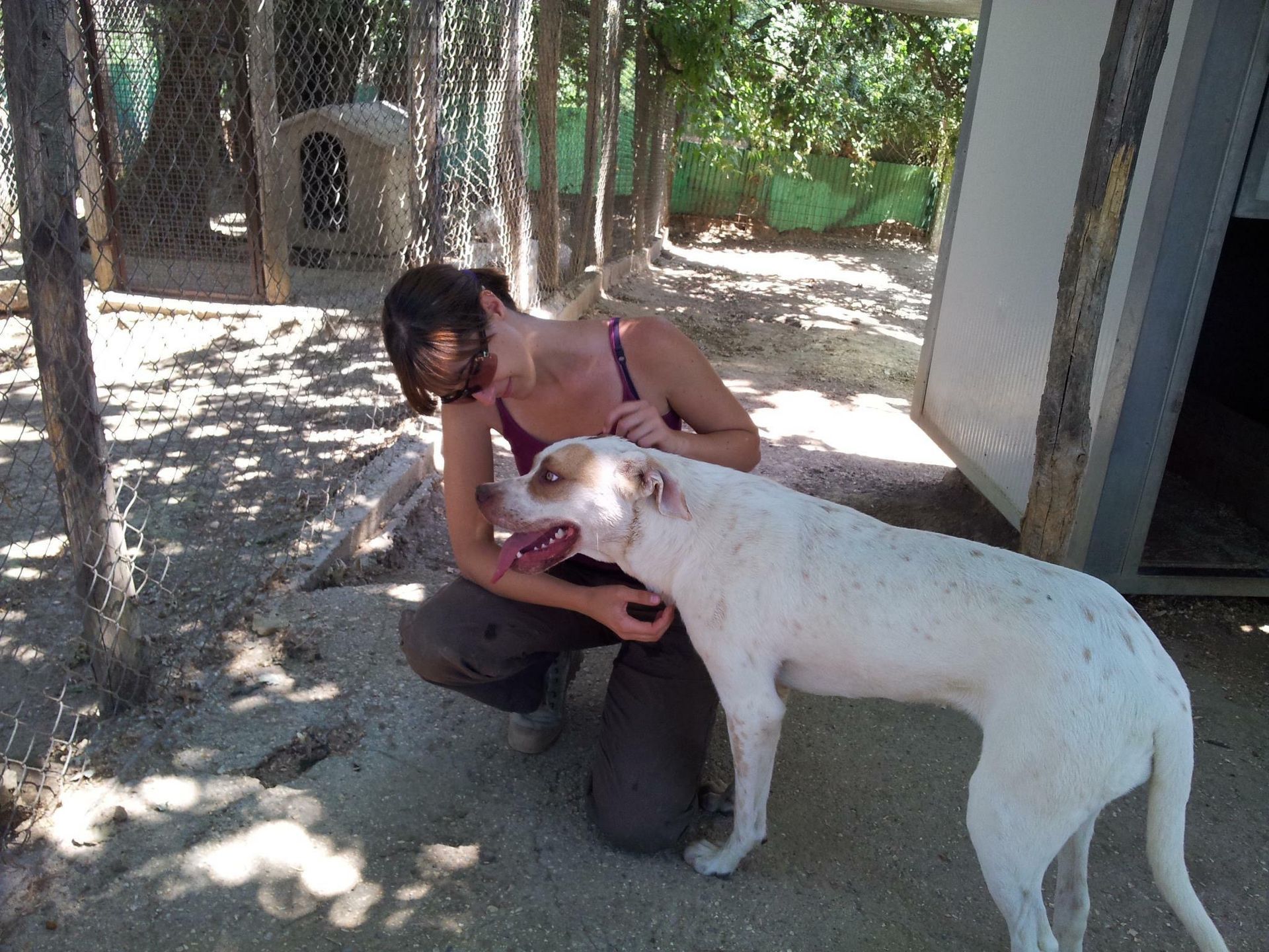 Una persona è inginocchiata e accarezza un cane bianco all'aperto, in un cortile ombreggiato con alberi e un edificio nelle vicinanze.