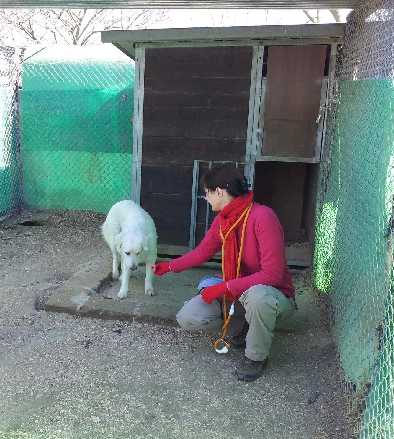 Una persona è inginocchiata accanto a un cane bianco fuori da un piccolo canile con una rete verde e una casetta di legno.