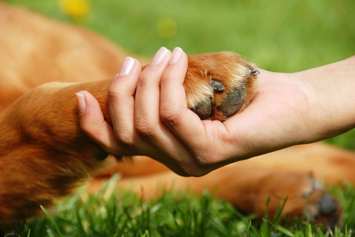 Zampa di cane tenuta delicatamente nella mano di una persona sull'erba verde