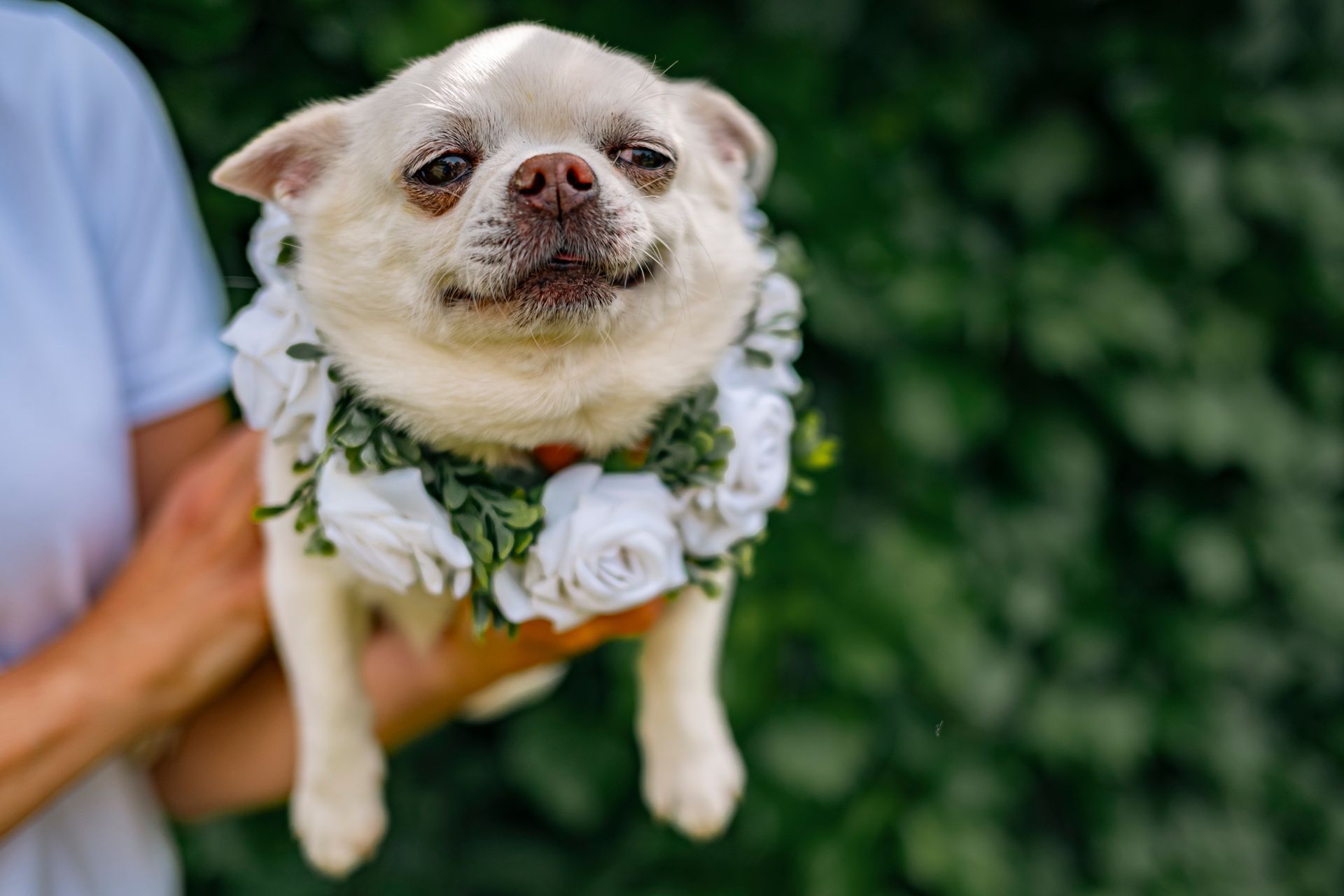 Cagnolino bianco di piccola taglia con un collare a fiori, tenuto in braccio all'aperto su uno sfondo verde.