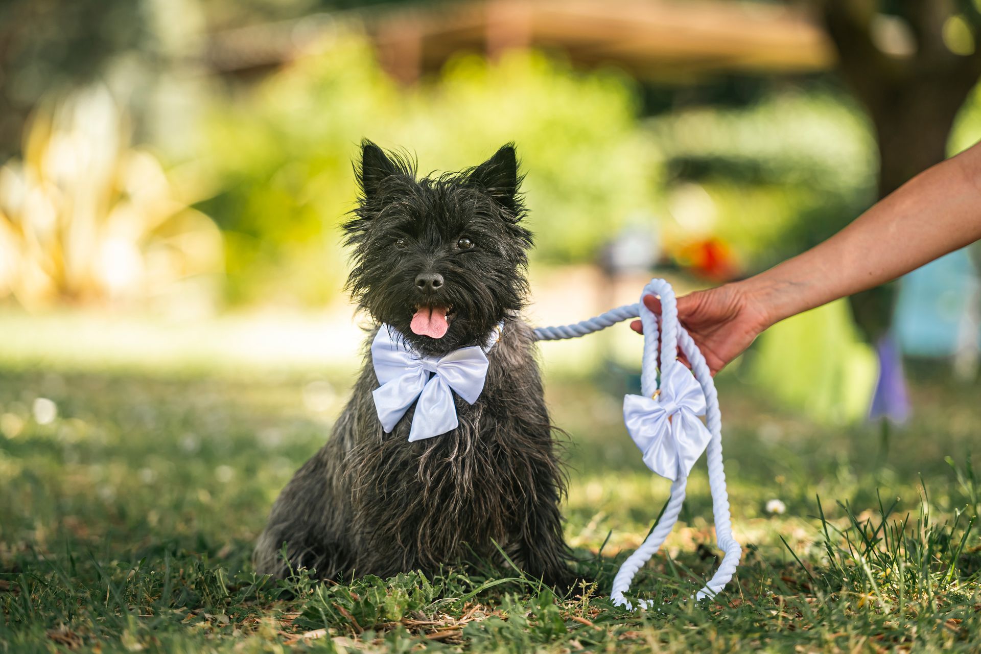 Un cagnolino nero con un fiocco bianco è seduto sull'erba mentre una mano tiene un guinzaglio con un nastro dello stesso colore.