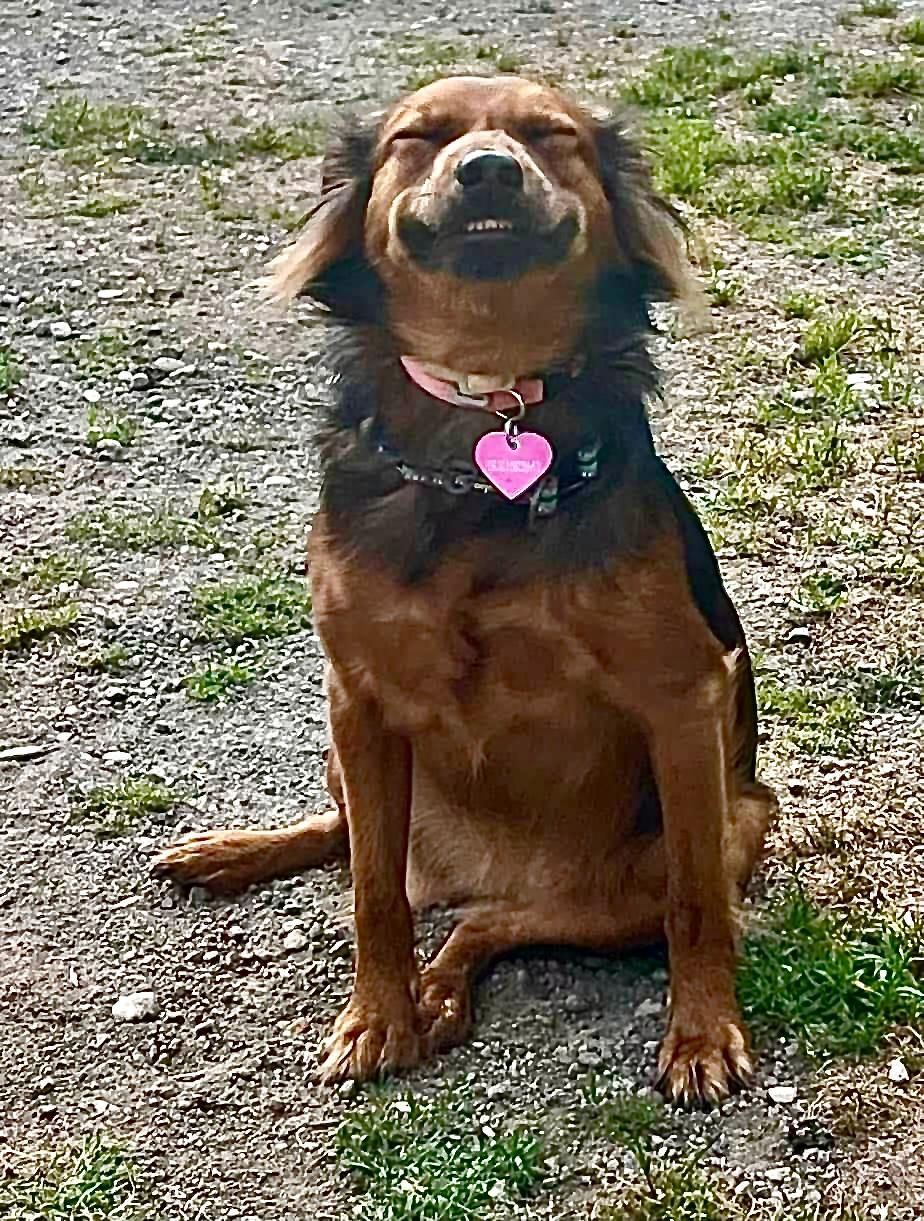 Cane marrone seduto sulla ghiaia, con una targhetta a forma di cuore rosa, che guarda in alto con un'espressione calma.