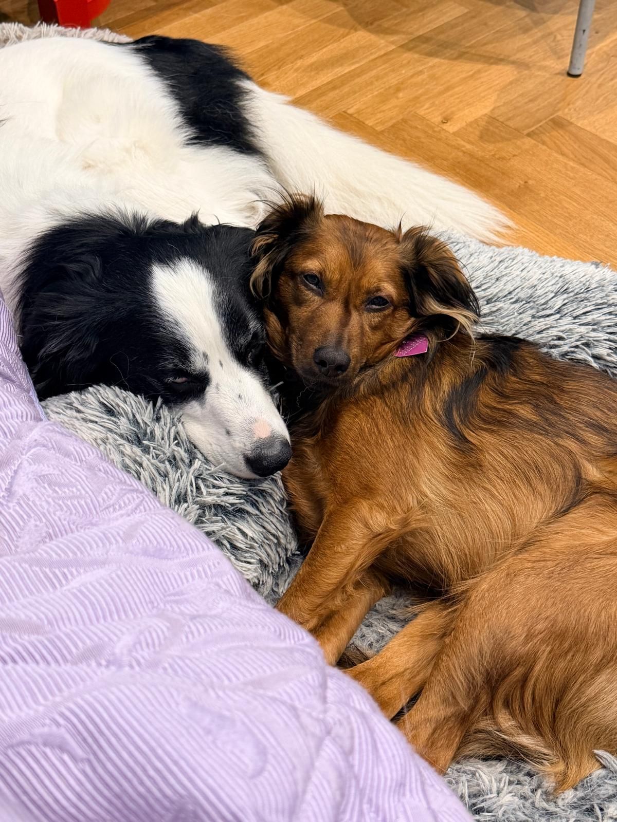 Due cani che si coccolano su una coperta, un cane bianco e nero accanto a un cane marrone con un giocattolo rosa in bocca.
