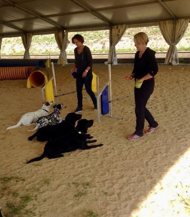 Due persone in un'arena coperta con tre cani sdraiati vicino a ostacoli di agility e a un tunnel