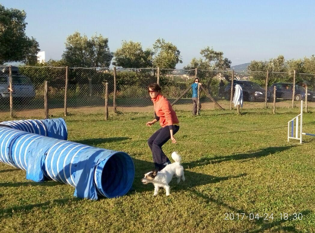 Una persona e un cagnolino bianco saltano attraverso un tunnel blu in un campo erboso.