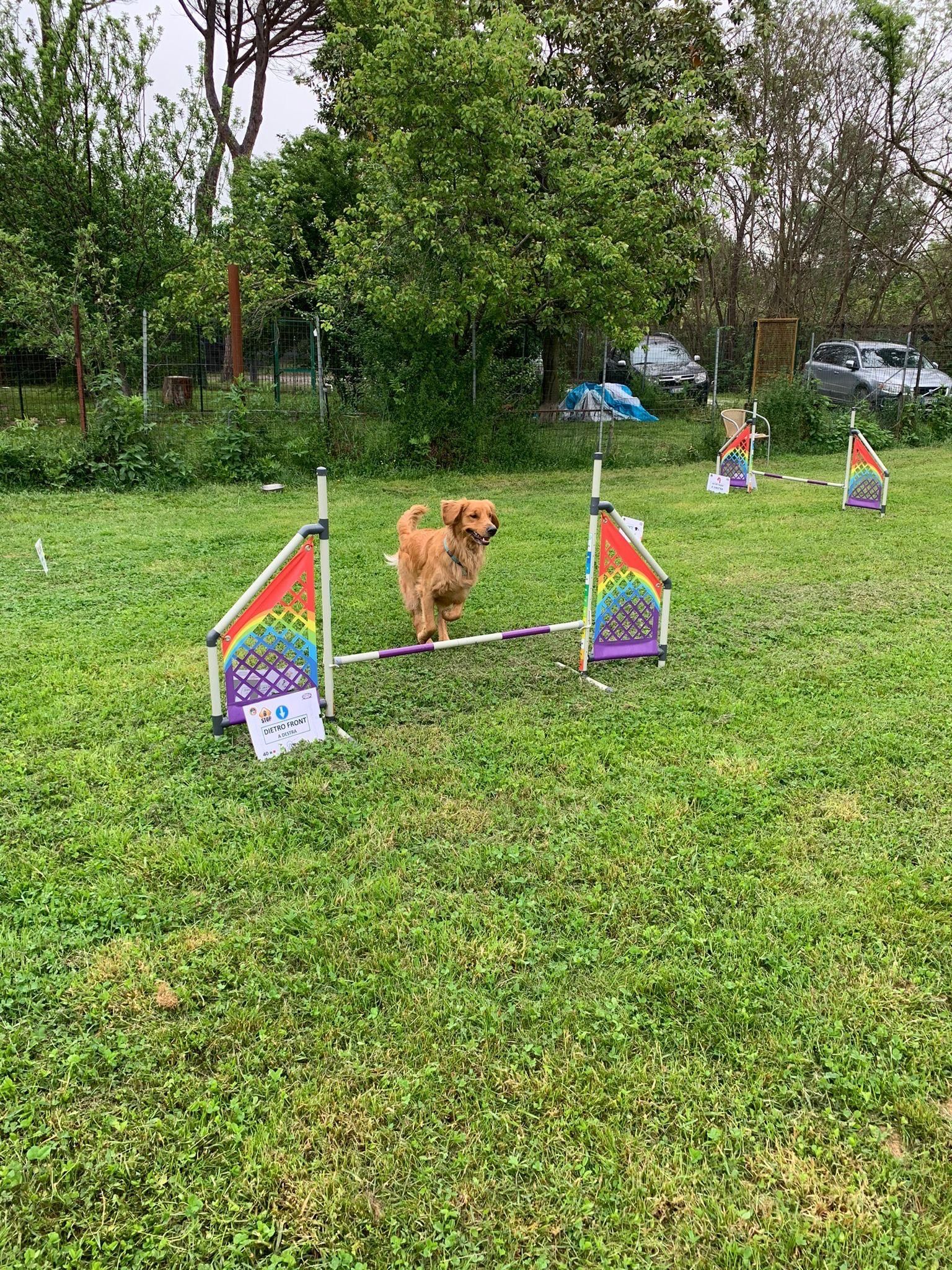 Un cagnolino salta un ostacolo di agility a forma di arcobaleno in un parco erboso, con altri ostacoli colorati sullo sfondo.