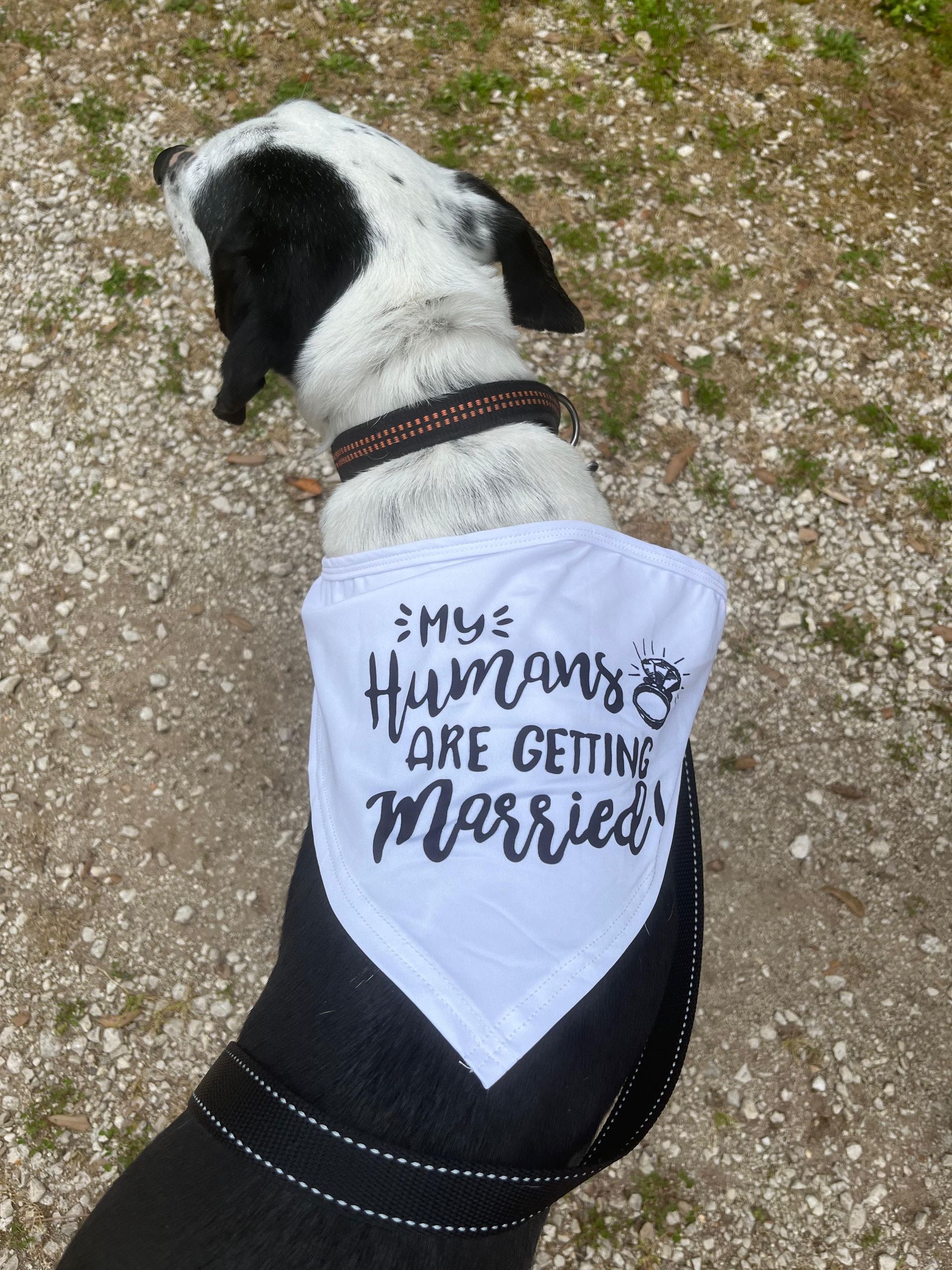 Un cane con una bandana bianca con la scritta 