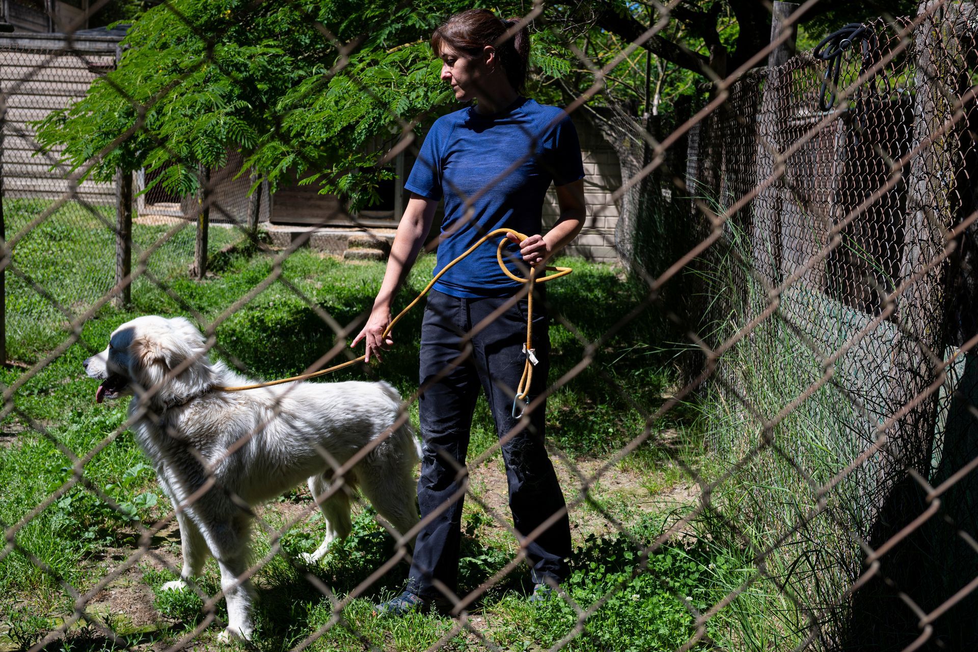 Una donna tiene al guinzaglio un cane bianco in un'area erbosa recintata.