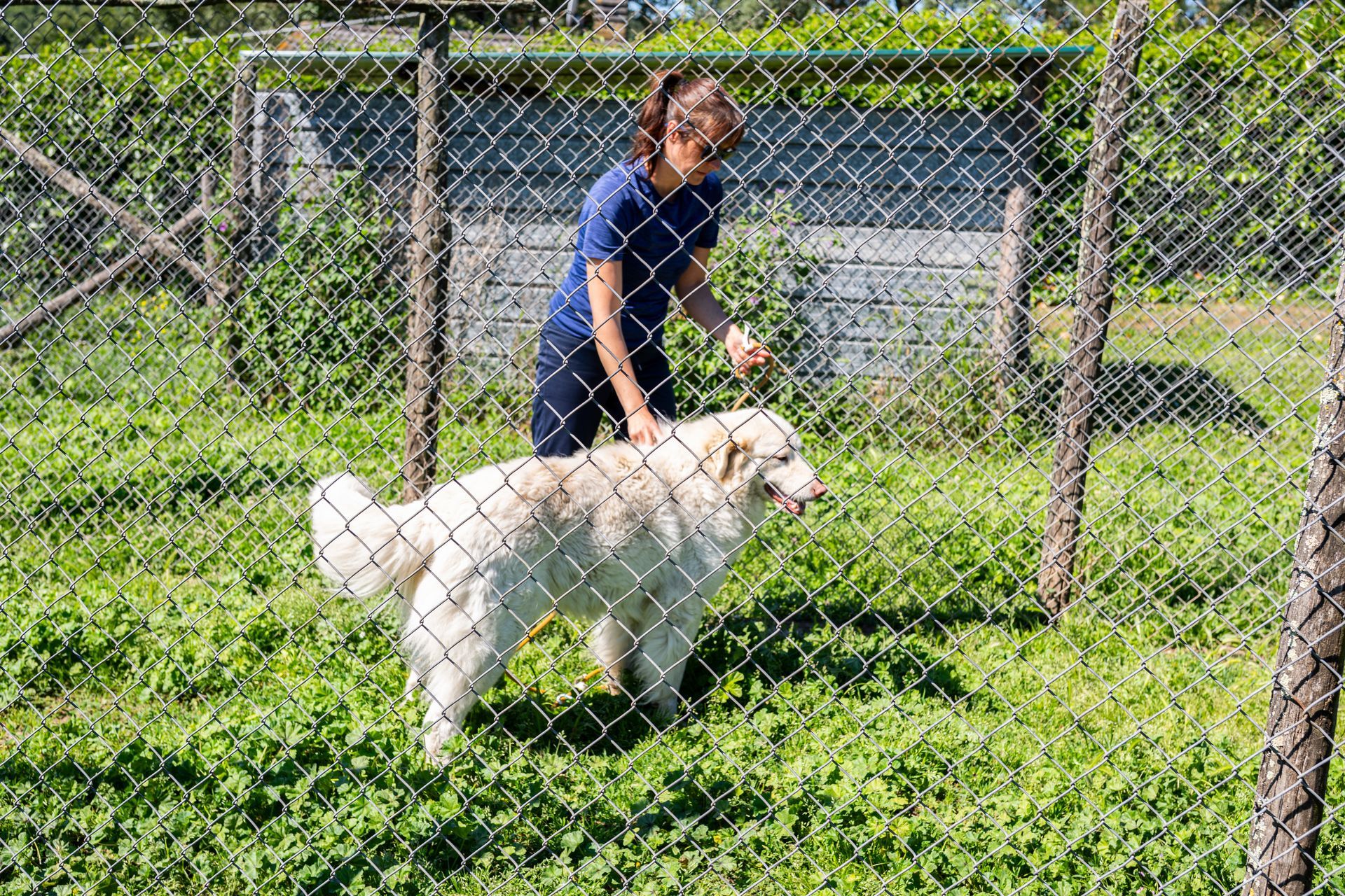 Una persona con una camicia blu accarezza un cane bianco dietro una recinzione metallica in un cortile erboso.