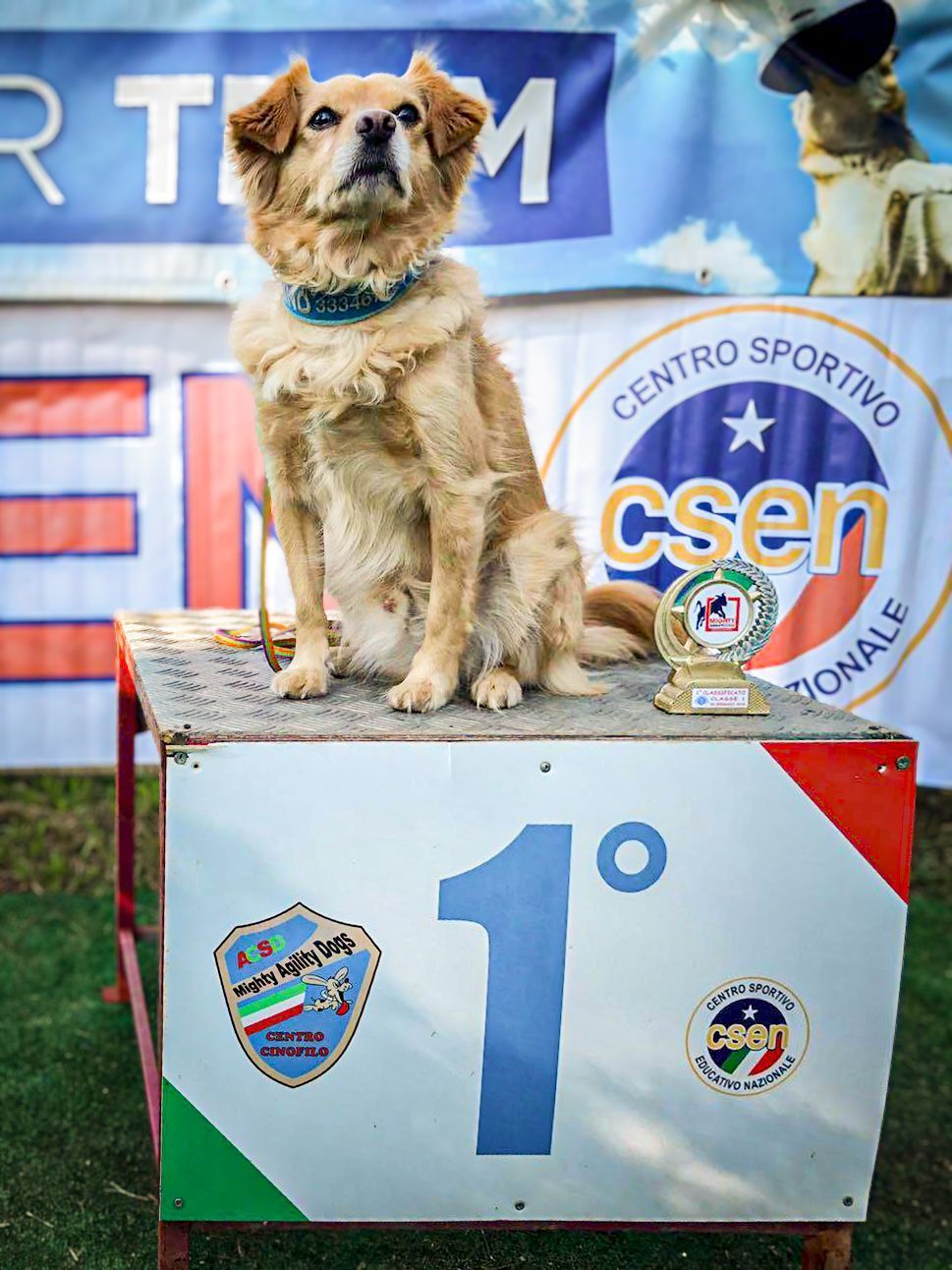 Un cagnolino color marrone chiaro con un collare blu siede sul podio del primo posto a una mostra canina all'aperto.