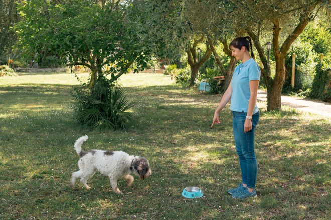 Una donna in piedi in un parco erboso accanto a un cane bianco e marrone vicino a un giocattolo blu.