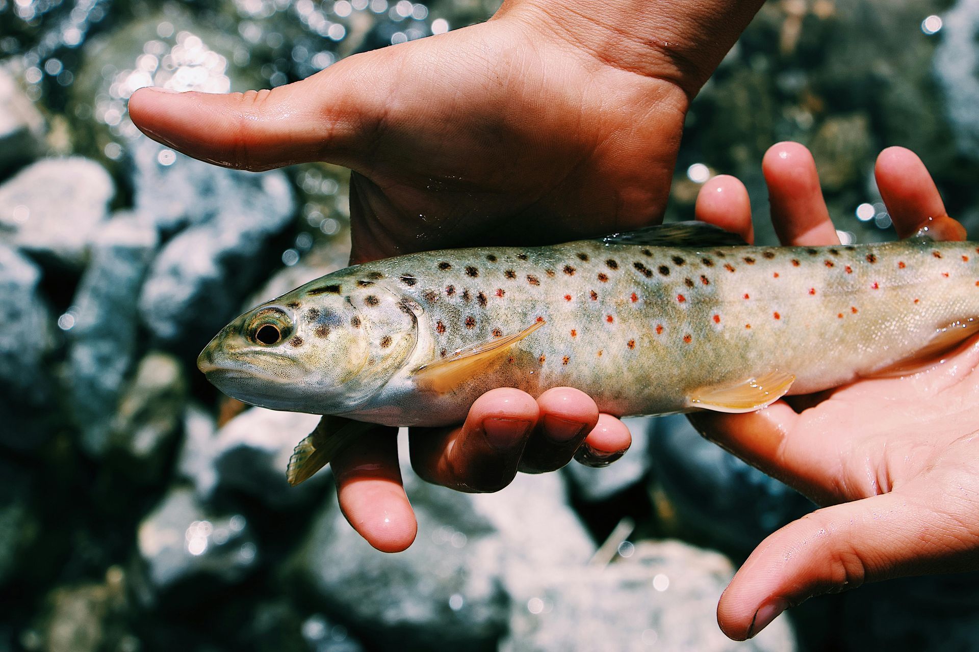Sugar Mountain Activities - Fishing