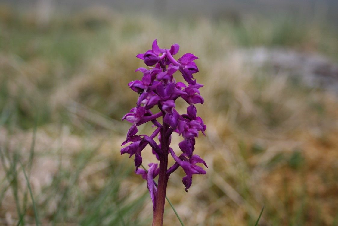 Purple Orchid