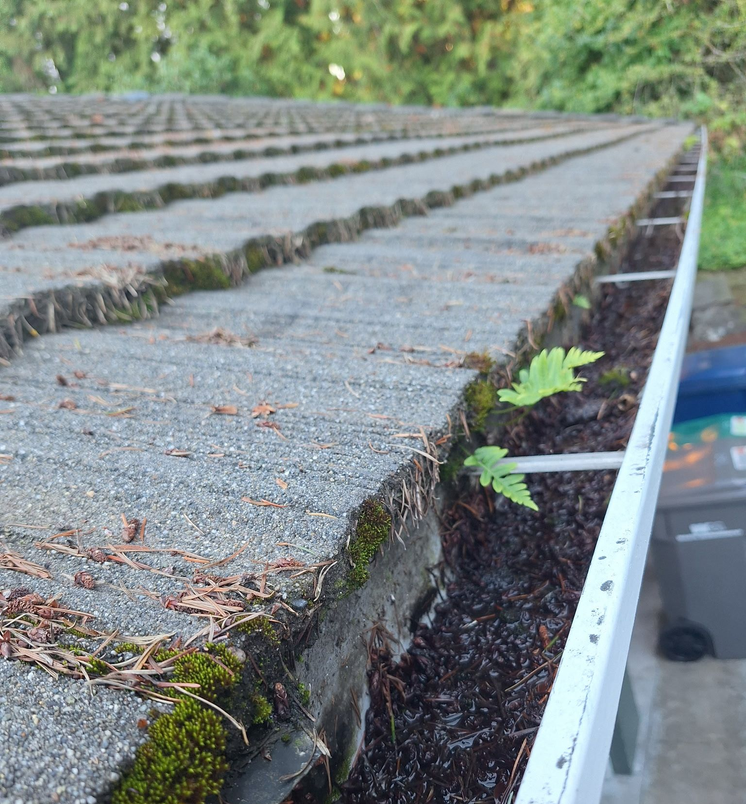 Close-up of mossy roof shingles and a gutter edge with a small green plant growing beside it
