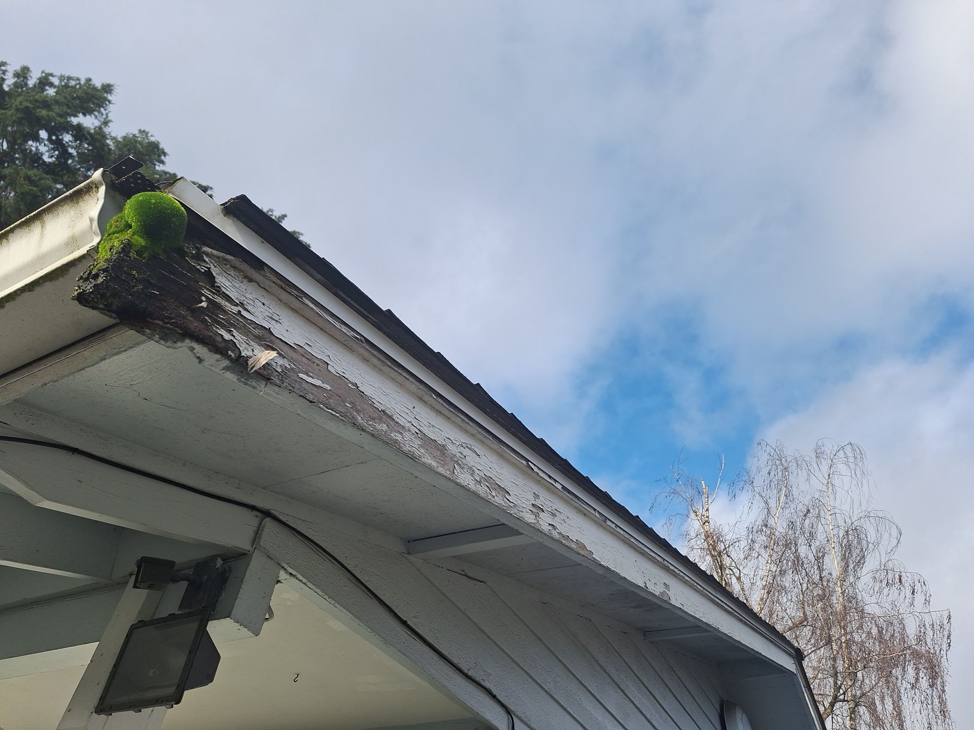 Close-up of a house roof gutter with peeling paint and some greenery near the eaves, against a blue sky