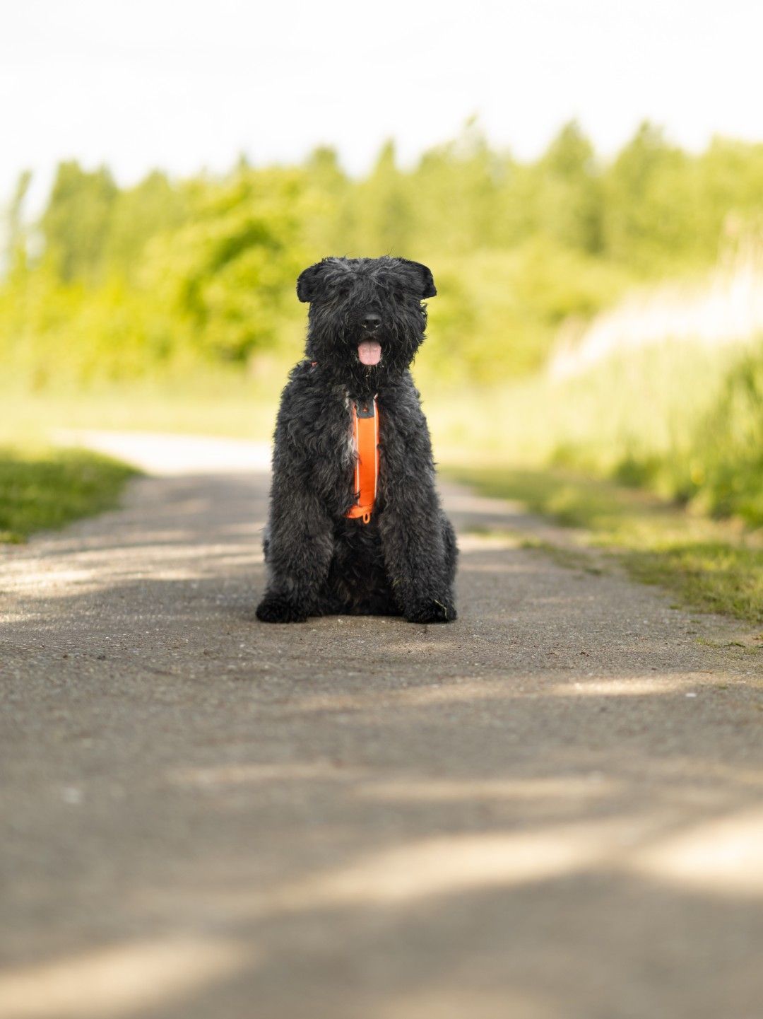 Zwarte hond met oranje riem zit op een zonnige landweg.