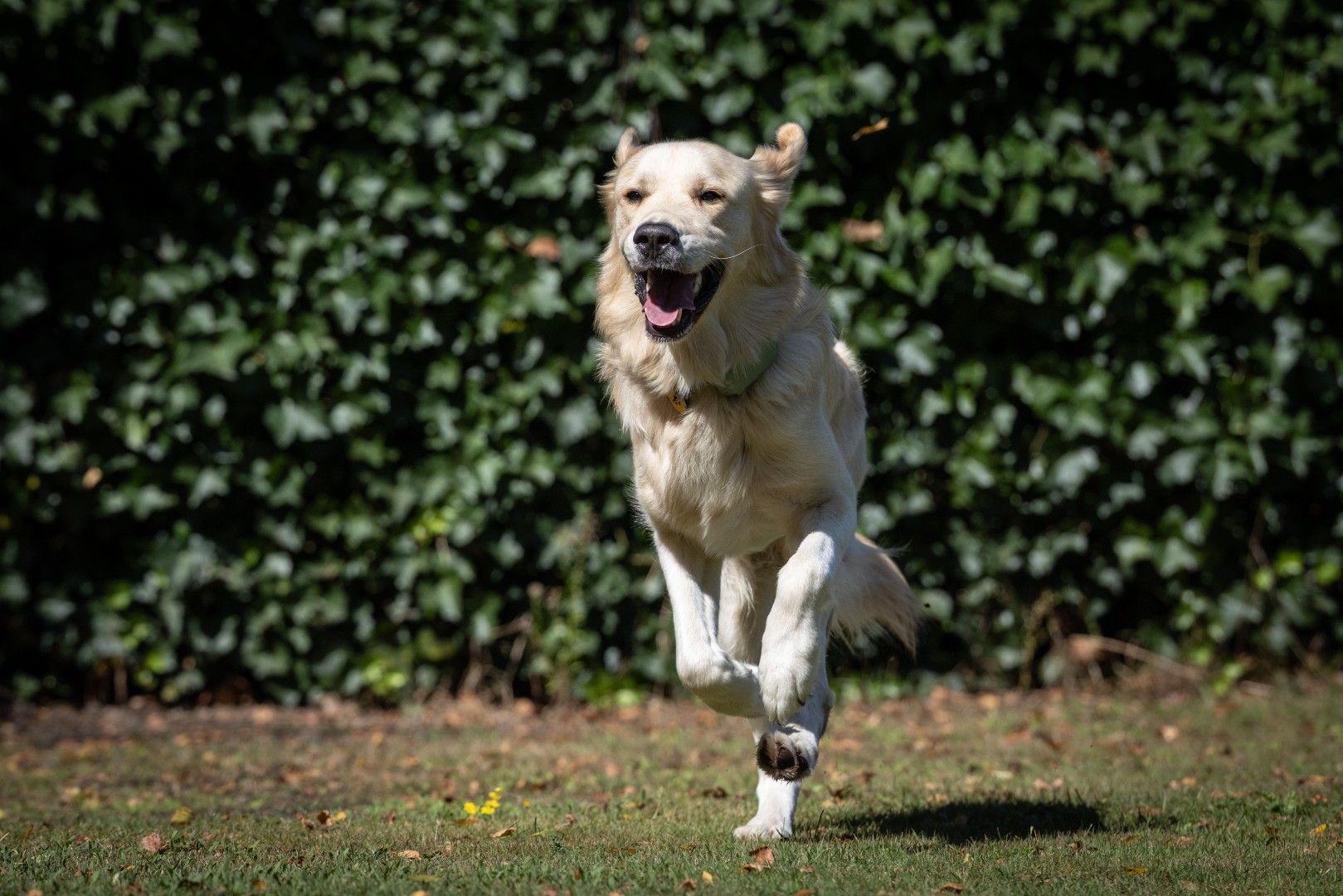 Een gouden hond rent over het gras richting de camera, met een bladerrijke haag op de achtergrond.