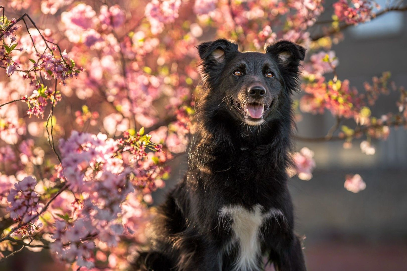 Een zwarte hond met een witte borst zit tussen roze bloesems en kijkt naar de camera.