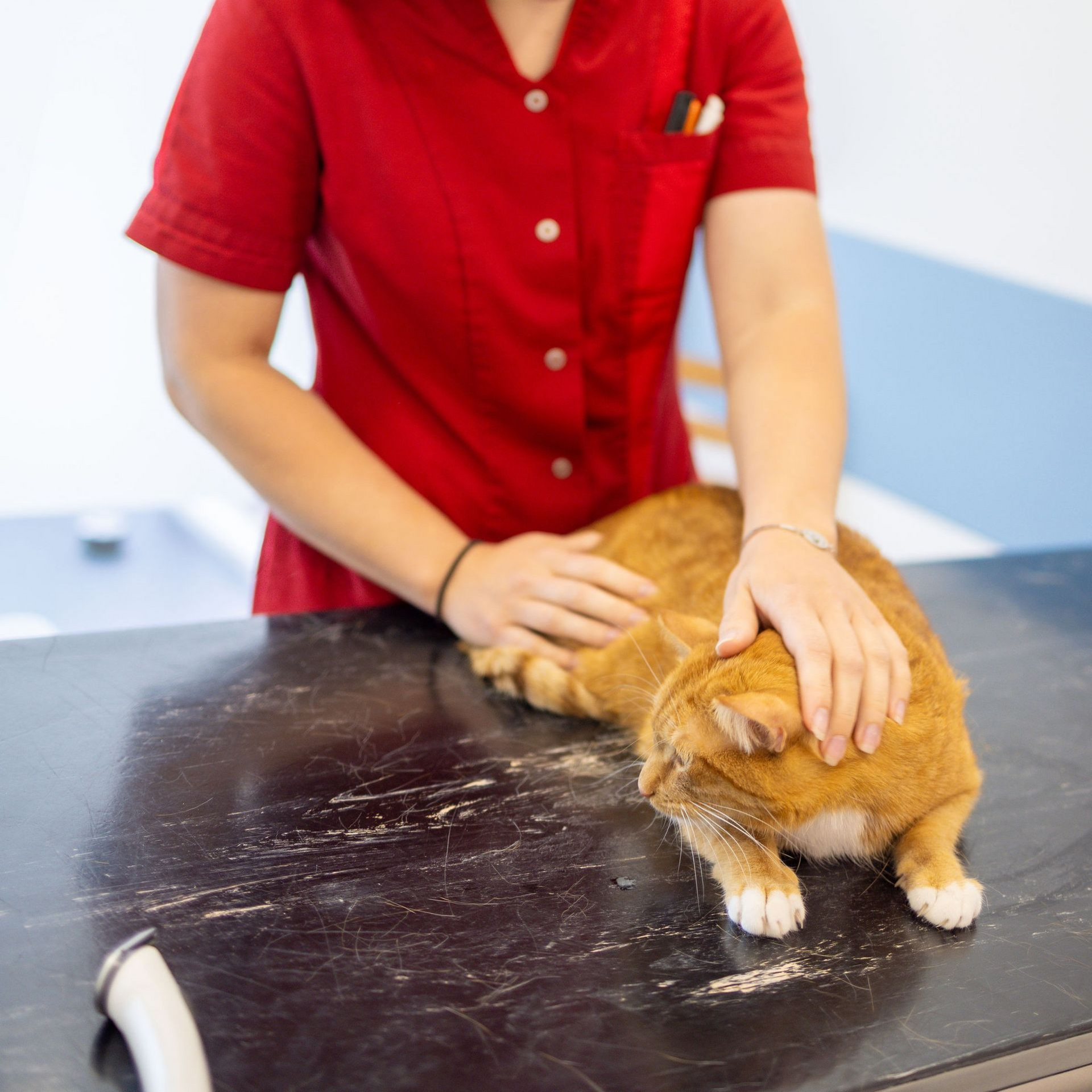 Medewerker van Dierenkliniek Capelle biedt persoonlijke begeleiding aan huisdiereigenaren