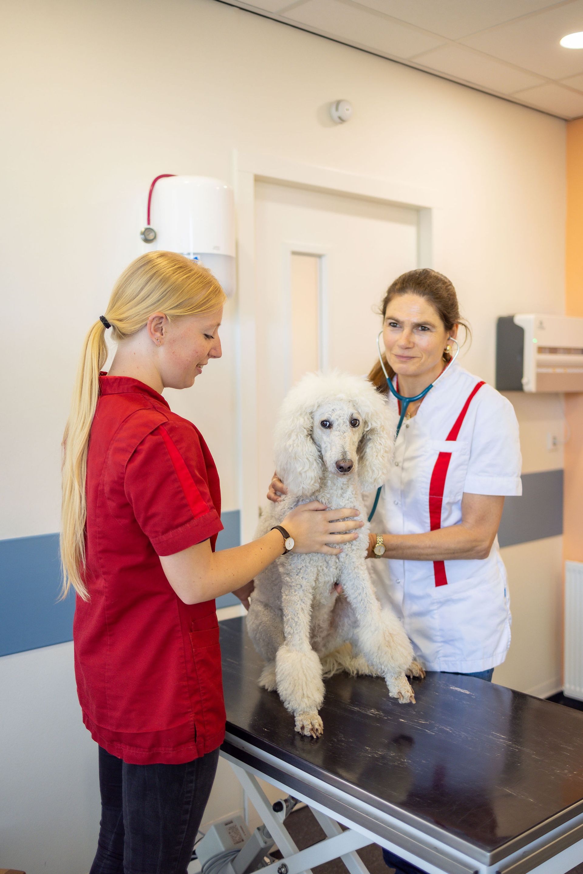 Dierenarts van Dierenkliniek Capelle bereidt een laparoscopische sterilisatie voor