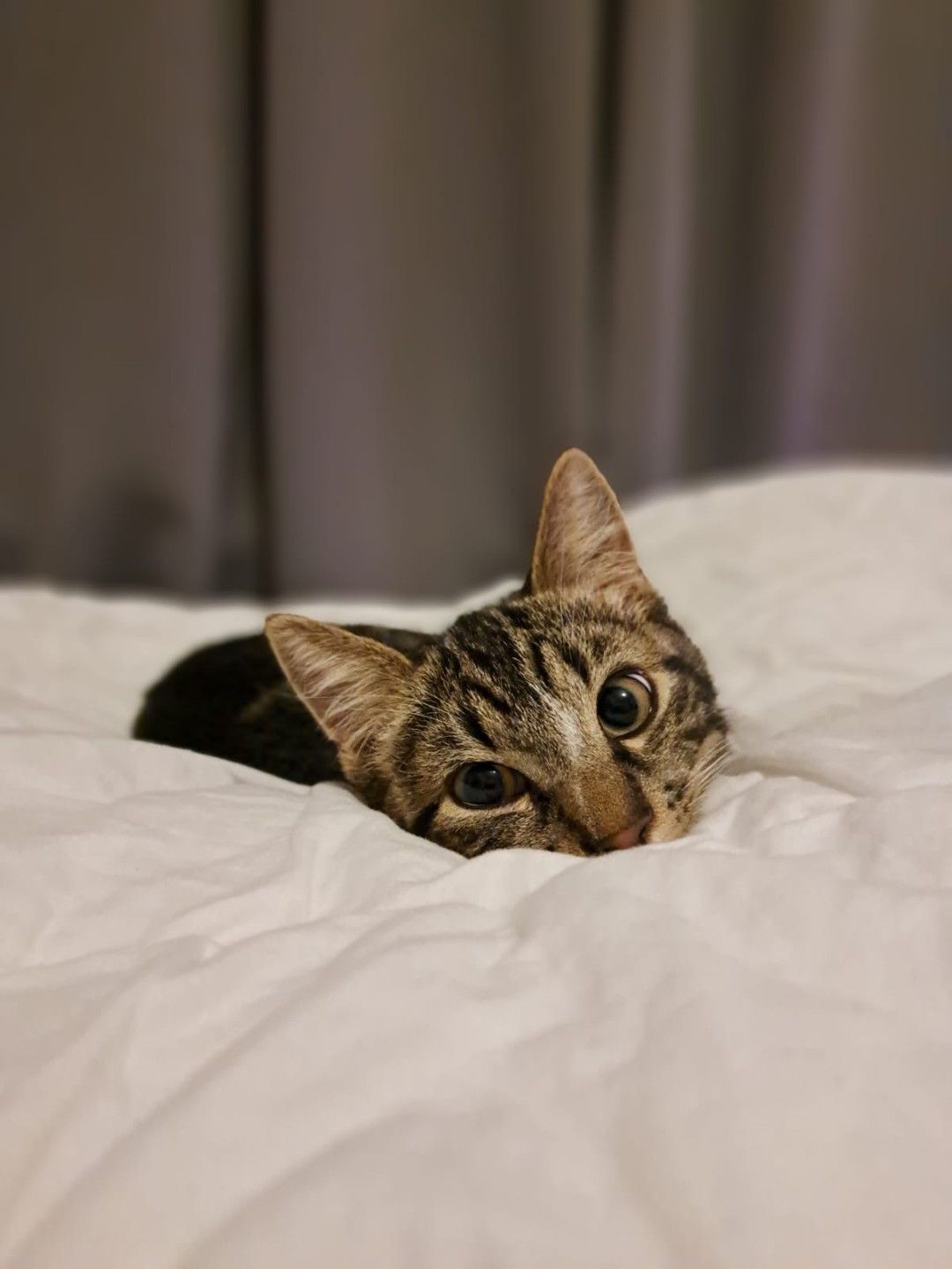 Een gestreepte kat gluurt over een wit dekbed, terwijl ze in bed ligt met gordijnen op de achtergrond.