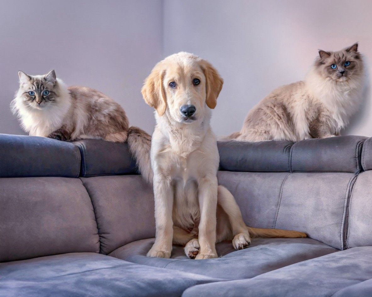 Een golden retriever-puppy zit tussen twee pluizige katten op een grijze bank.
