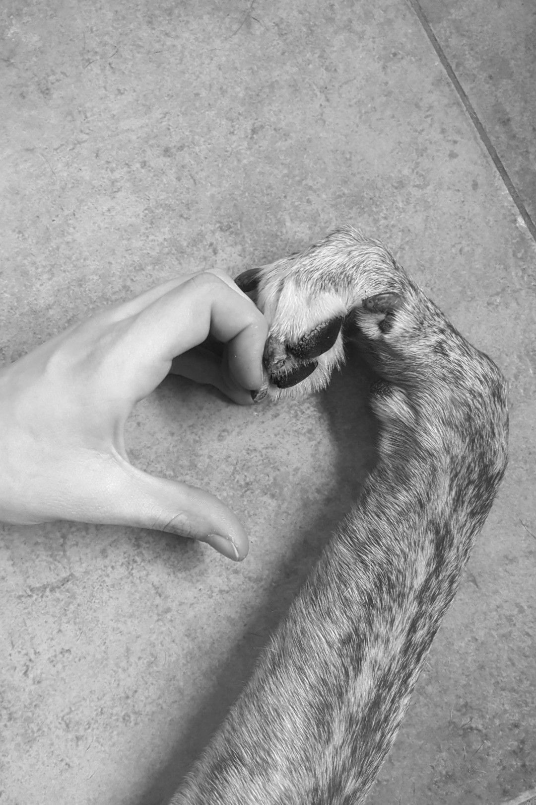 Dierenarts van Dierenkliniek Capelle begeleidt een huisdier met zorg en aandacht