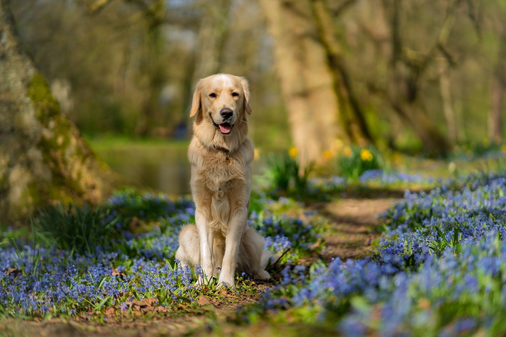 Een golden retriever zit in het voorjaarszonlicht op een met bloemen omzoomd bospad.