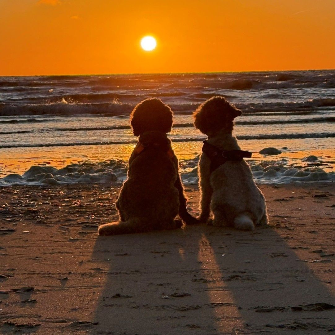 Twee honden zitten op het strand bij zonsondergang, met hun gezicht naar de oceaan gericht en lange schaduwen op het zand.
