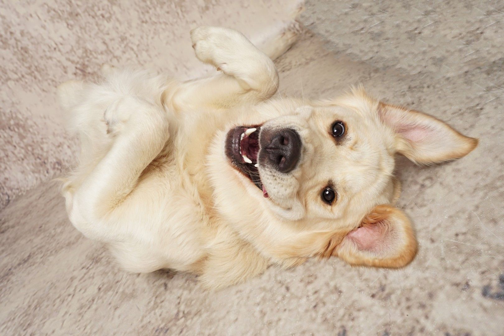 Crèmekleurige hond ligt op zijn rug op een zacht kleed en kijkt speels met open bek omhoog.