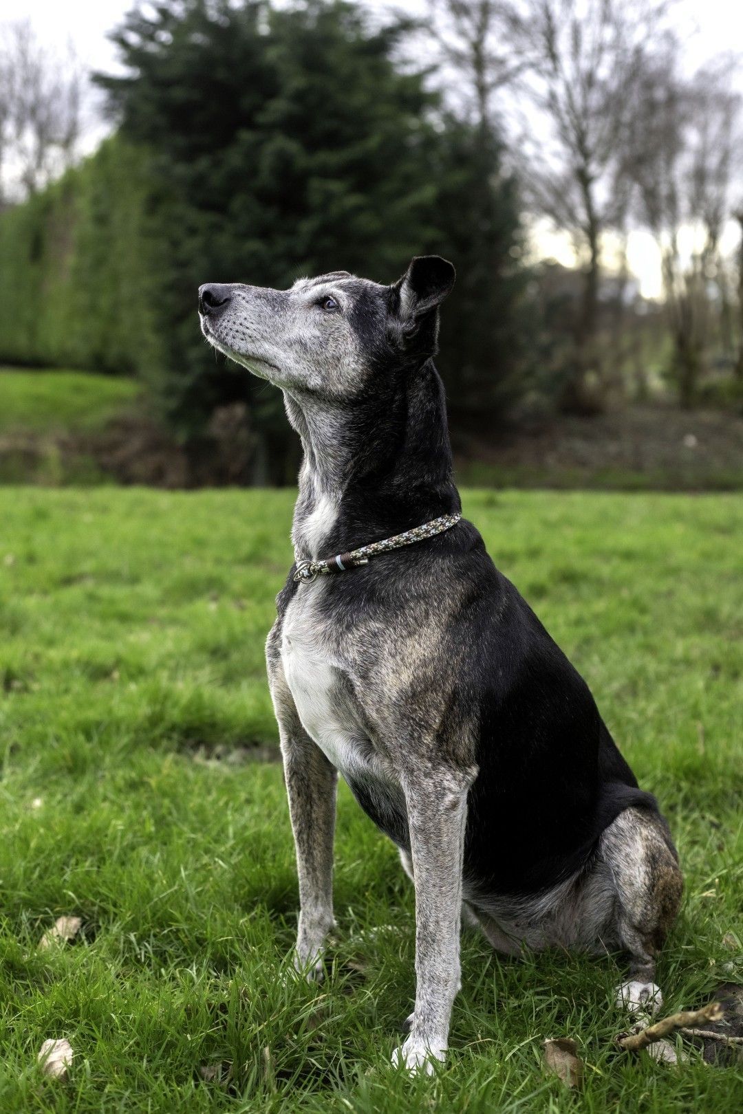 Zwart-grijze hond zit in het gras en kijkt omhoog in een parkachtige omgeving.