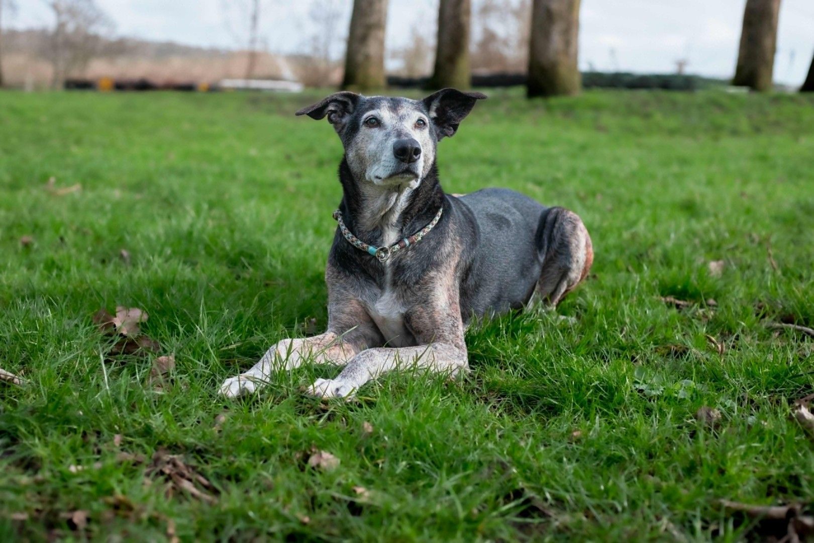Een zwart-grijze hond ligt op het groene gras in een park en kijkt in de camera.