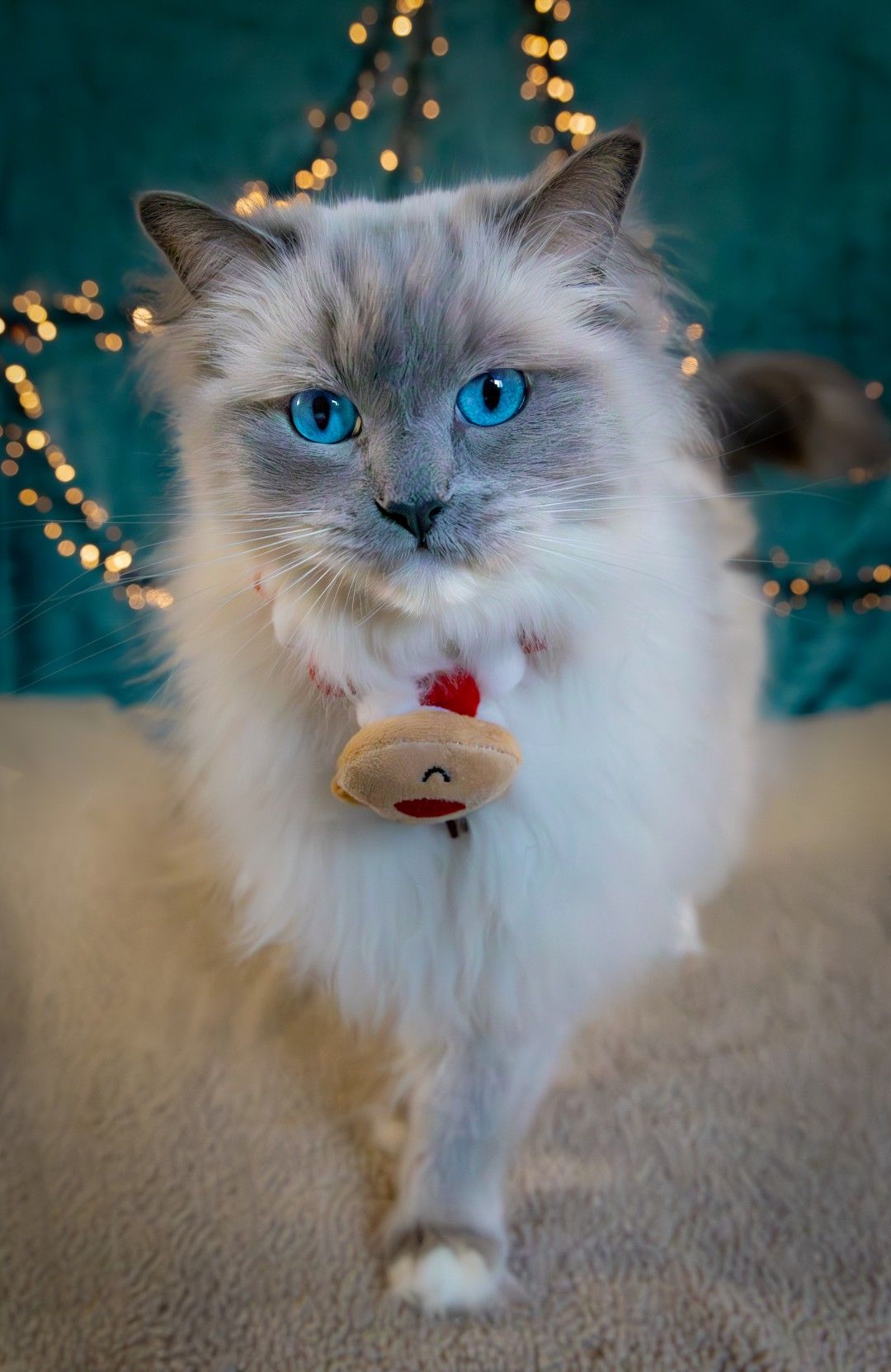 Kat