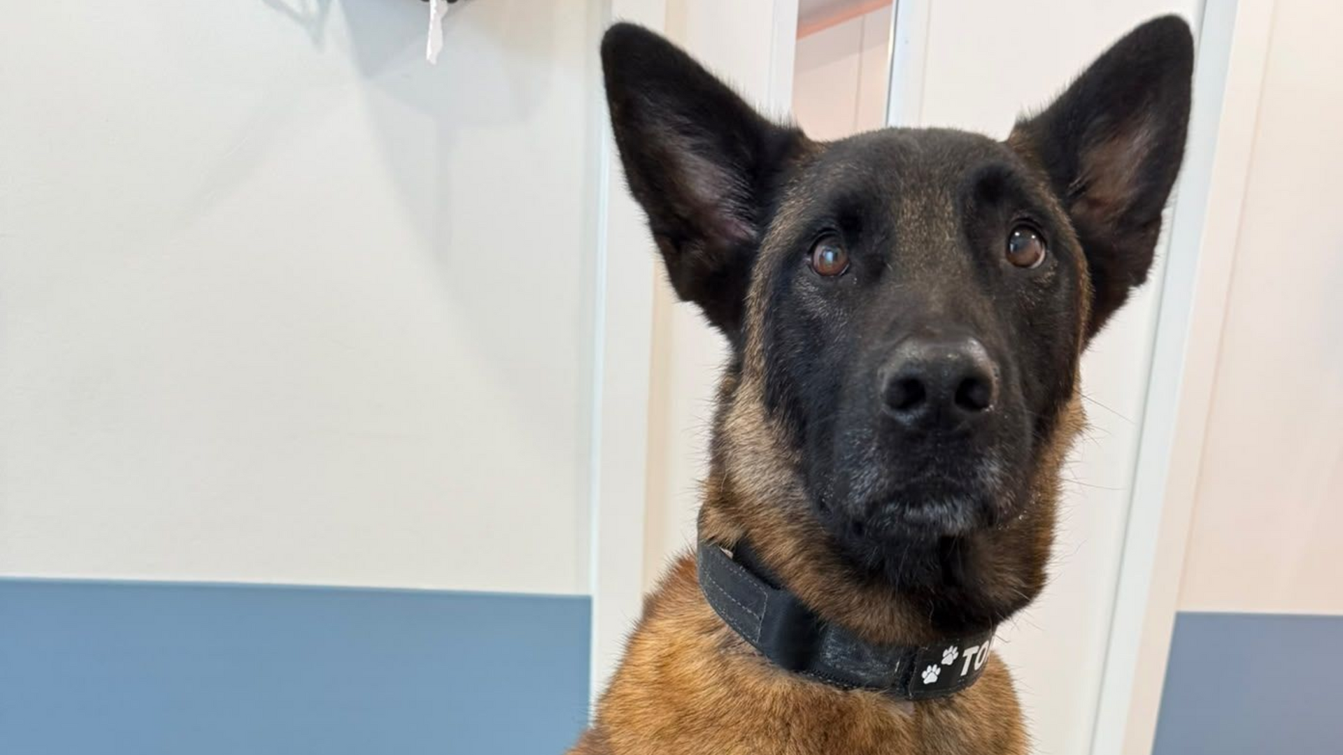 Toru na het afvallen van 36,5 naar 27,1 kilo en het bereiken van een gezond gewicht.