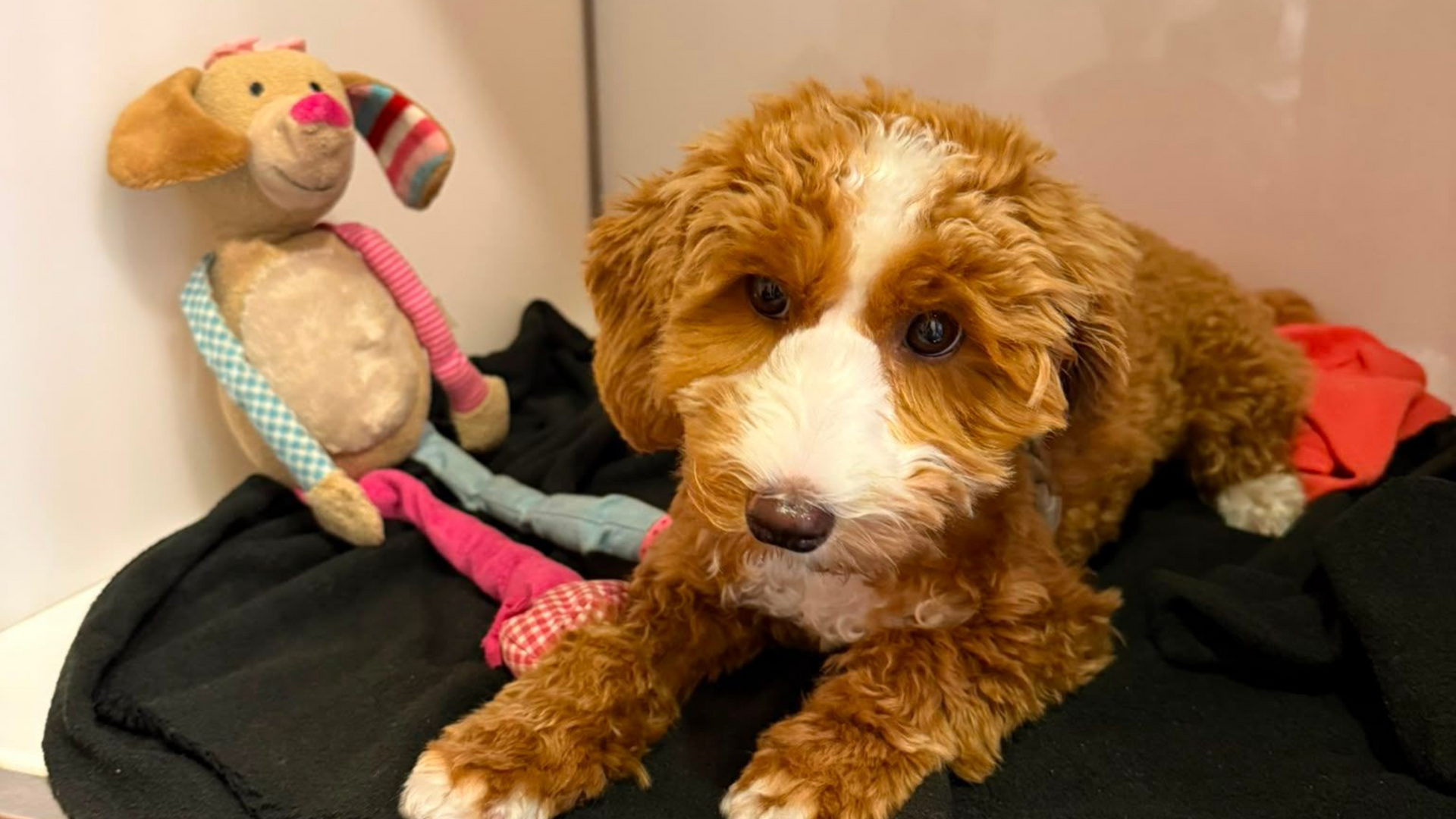 Lana de puppy bij Dierenkliniek Capelle na de behandeling van haar oren