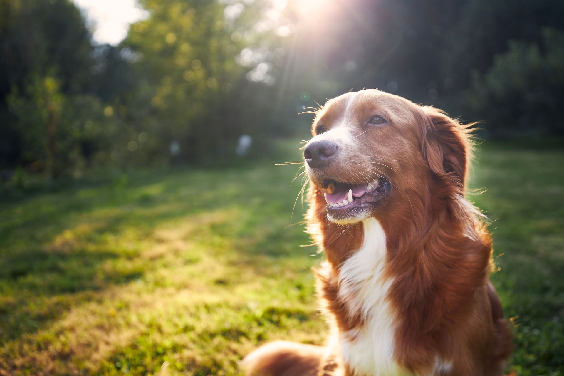 Een golden retriever zit hijgend in het zonnige gras, met op de achtergrond een wazige contouren van bomen.