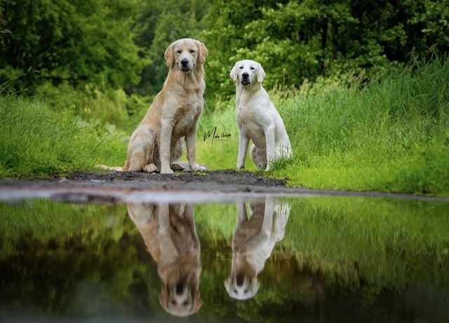 Twee honden zitten bij een vijver, hun weerspiegeling zichtbaar in het stille water.