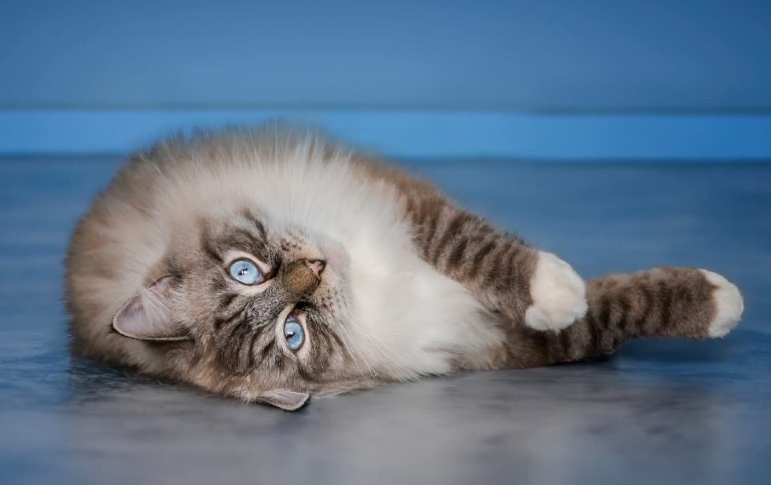 Een pluizige grijze kat met blauwe ogen ligt op een blauwe vloer, met de kop schuin en de poten uitgestrekt.