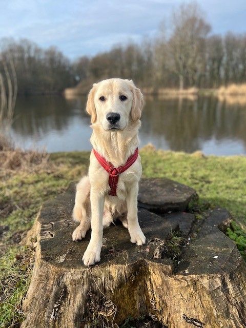 Een golden retrieverpuppy met een rood tuigje zit op een boomstronk bij een meer.