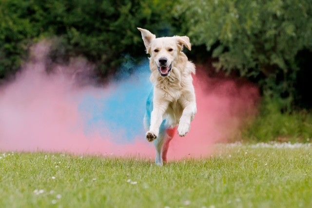 Hond rent door roze en blauwe rook op een grasveld.