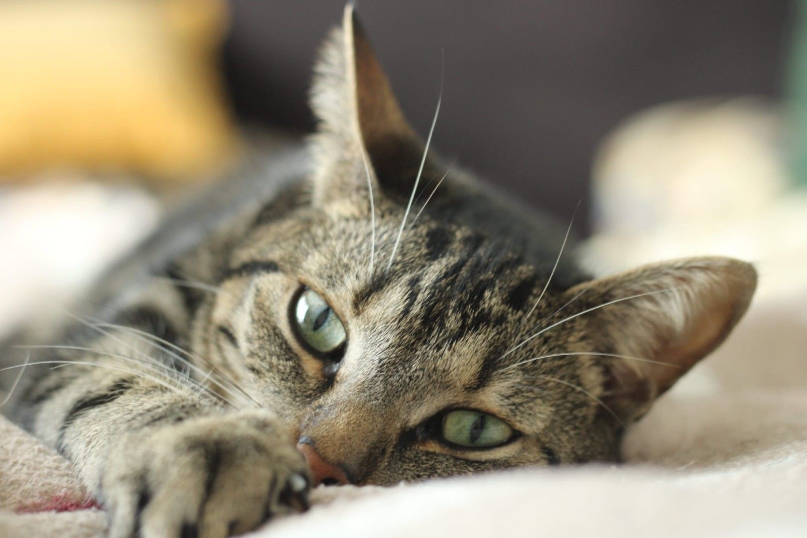 Een gestreepte kat ligt op een zachte deken en kijkt rustig naar de camera.